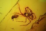 Fossil Spider (Aranea) & Fly (Diptera) In Baltic Amber #45142-1